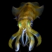 squid_reef_bigfin_bb_v_1372_alo3461.jpg